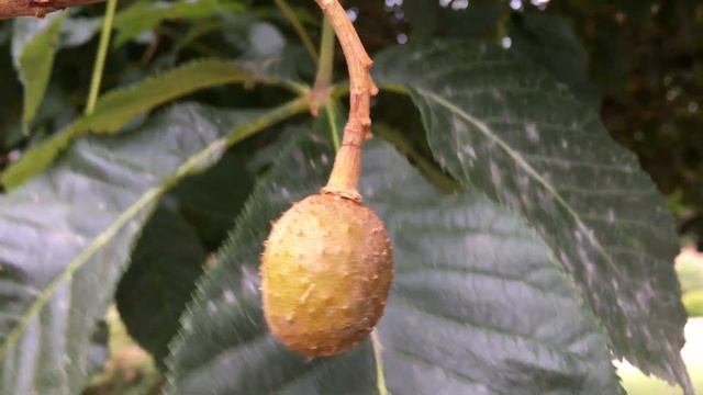 Red Horse Chestnut (Aesculus x carnea) - young fruit - July 2018 смотреть онлайн