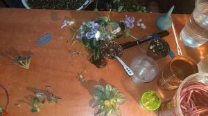 Омоложения и переукоренение мини фиалки!