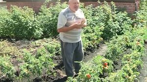 Секреты богатого урожая томатов в открытом грунте