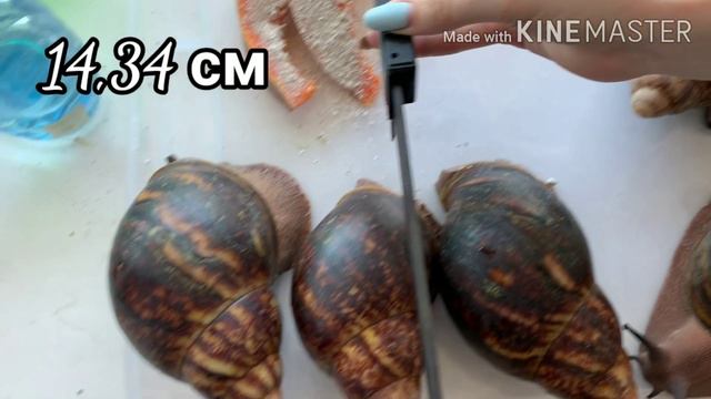 Архахатина Маргината Овум