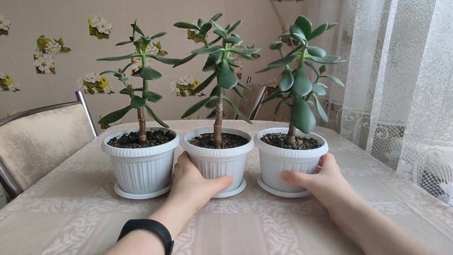 22.02.2022. Денежное дерево. Толстянка. Крассула. Три способа формирования. Весенние стимуляции.