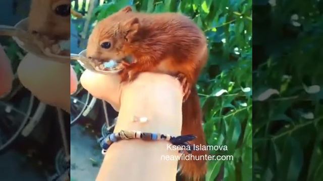 Кормление бельчёнка! Продажа ручных бельчат