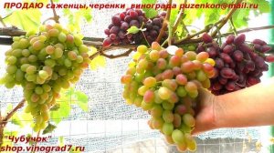 Виноград ВОДОГРАЙ, ранне-средний красавец с гроздями по 1,5 кг и мускатными ягодами Пузенко Наталья