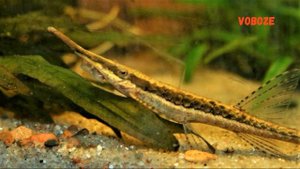 Фарловелла Виттата. Содержание рыбки в аквариуме, разведение, совместимость и чем кормить