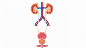 Острый-простатит-причины-и-лечение