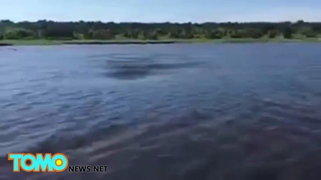 Голодный бегемот напал на лодку сафари смотреть онлайн