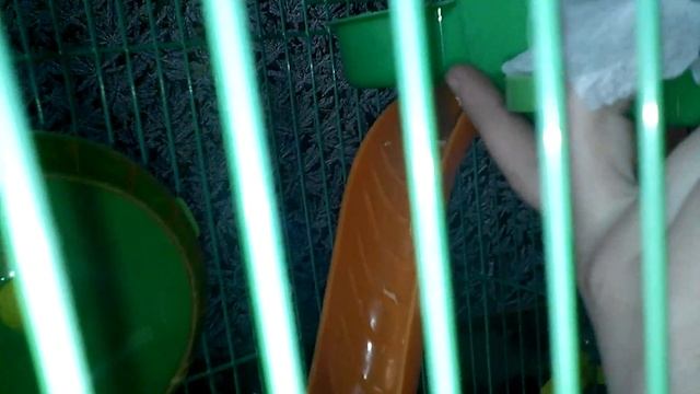 1 часть как определить что ваша хомячиха беременна