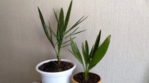 Как вырастить финиковую пальму из косточки