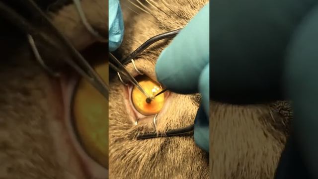 Секвестр у кошки смотреть онлайн