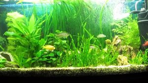 Аквариум 200 литров цихлиды vs растючка