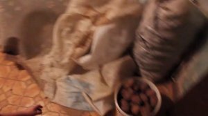 Обработка кедровой шишки. Мясорубка. Сито.