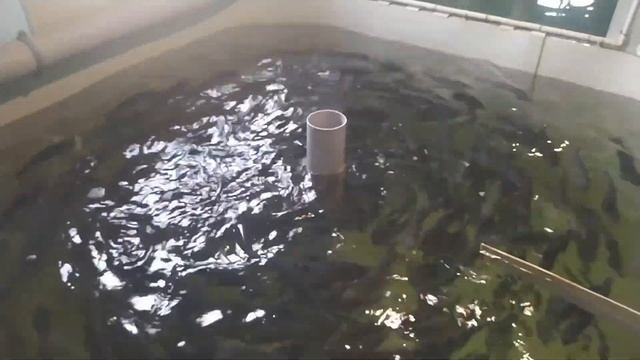 Как растет форель в УЗВ ( за ЧЕТЫРЕ месяца с 10 грамм) смотреть онлайн