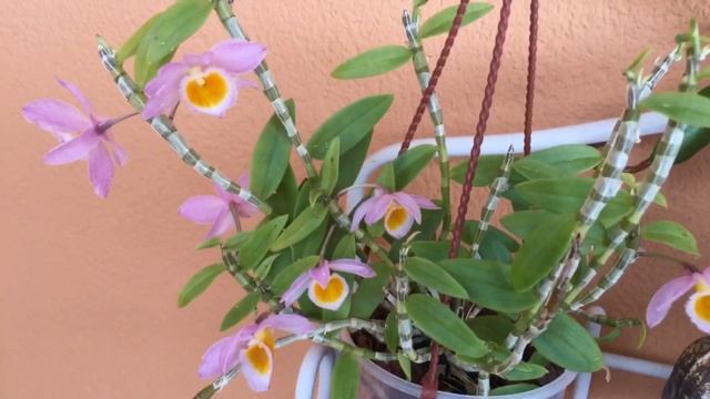 Dendrobium loddigesii. Дендробиум лоддигеза секрет цветения. Уход. Орхидеи в моем доме. смотреть онлайн