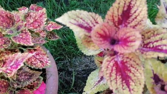 День второй)) Знакомимся поближе)) Обзор колеусов по сортам )) смотреть онлайн