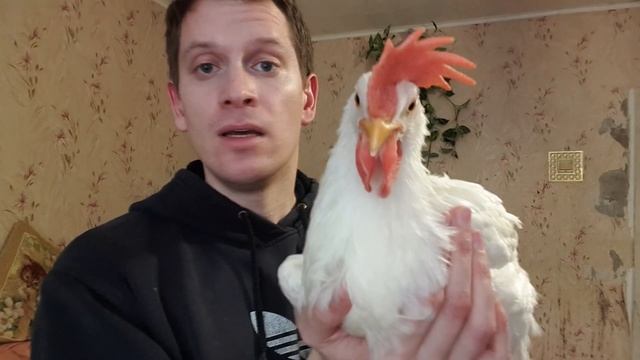 Куры - это самые несчастные птицы в мире! смотреть онлайн