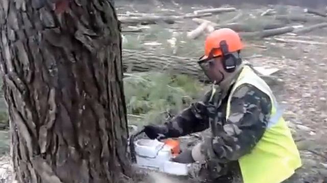 Валка леса,как правильно валить лес Скандинавским методом смотреть онлайн