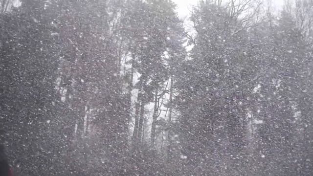 снежный лес, snow forest. релакс для отдыха.