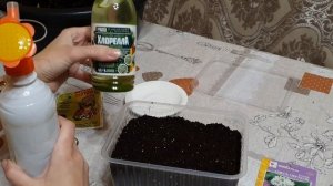 ЧТО ЖЕ ТАКОЕ КЛЕОМА И КАК ЕЕ САЖАТЬ ??