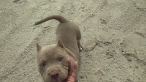 Щенок американского булли