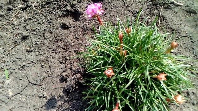 Весеннее цветение арабиса, кальмии! смотреть онлайн