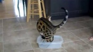 Training of bengalese cats! Дрессировка бенгальских котов!