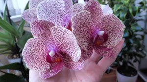 ОБАЛДЕТЬ!!! Хочу и ВАМ показать!