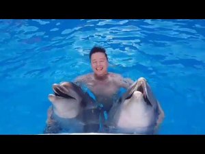 Дельфины поют песню Мне снова 18