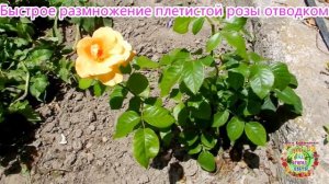 Быстрое размножение плетистой розы отводком