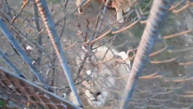 Лев Кай умеет уговаривать на мясо ?. Как ему не дать?❤ Апрель. смотреть онлайн