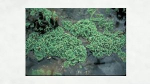 Азолла каролинская (Azolla caroliniana)