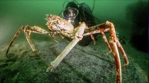 📛ЗАЧЕМ ПОЛИЦЕЙСКИЕ КЛАДУТ РУКУ НА АВТОМОБИЛЬ  & Четырехметровый японский Краб Паук