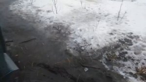 Куры Ливенские ситцевые