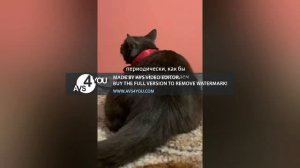 Котинет. Обучалки. 1 серия. Как правильно обижаться. Советы для детей