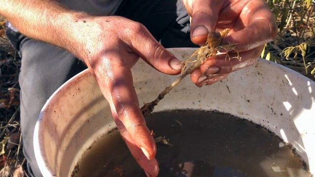 Myoga Ginger - Planting, Dividing and Site Considerations смотреть онлайн