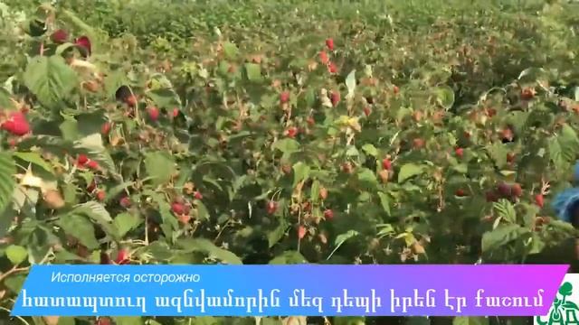 Ягода-Малина (адаптация) смотреть онлайн