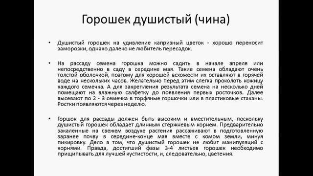 Особенности выращивания душистого горошка смотреть онлайн