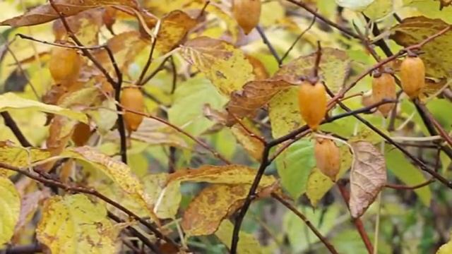 Растение Актинидия полигамная (лат. Actinidia polygama)