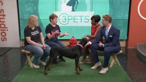 Ready Pet GO! Doberman Underground visits 3News