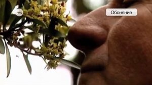 Восприятие животных