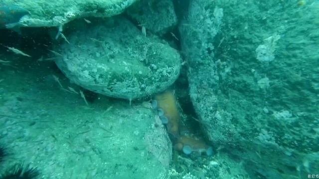 гребешок морской.Ловля гребешка в Приморье. Жизнь в Приморье. как ловить гребешка?
