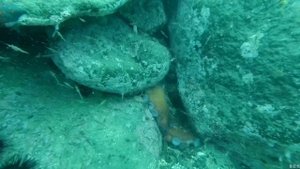 гребешок морской.Ловля гребешка в Приморье. Жизнь в Приморье. как ловить гребешка?