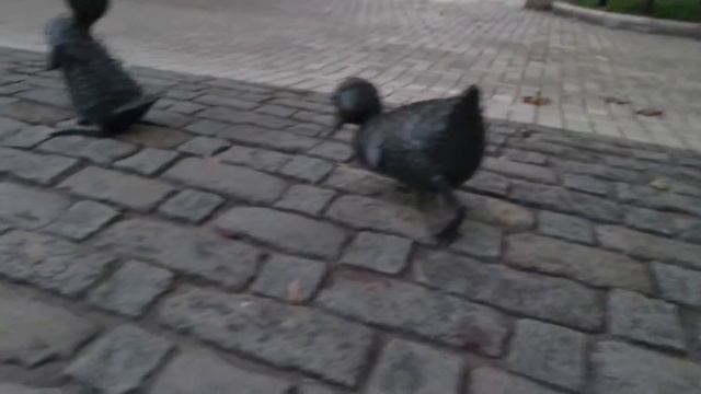 Обитатели парка и пруда Новодевичьего монастыря!