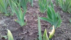 SOS!!SOS!! ГНИЮТ БУТОНЫ ИРИСОВ.ПРИНИМАЕМ СРОЧНЫЕ МЕРЫ.