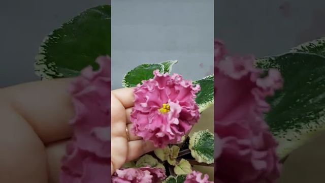 SM-sikarnıy mak🧿😊 смотреть онлайн