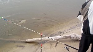 2019. Рыбалка на Дону. Ловля сазана