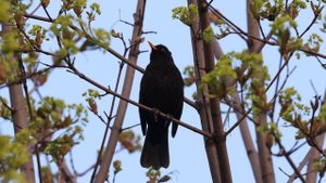 Дрозд черный | Blackbird | Turdus merula Голос поёт ♂ Telinga4k60f КП 5 минут