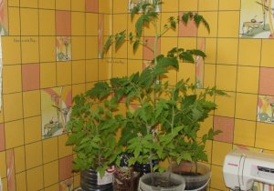 ПРОВЕРЕННЫЙ Лайфхак - Как спасти переросшую РАССАДУ ПОМИДОРОВ