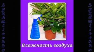 Аукуба. Уход в домашних условиях