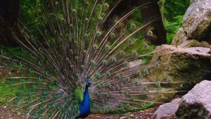 Интересные факты про павлина(Interesting facts about the peacock).
