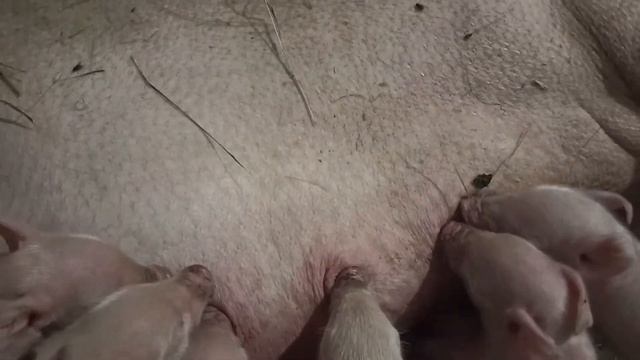 Опорос//не правильно посчитала а их намного больше!!! Сколько привела поросят свиноматка? смотреть онлайн